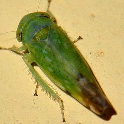 Opsius stactogalus